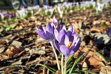 purple blooming crocus flower in a meadow in spring