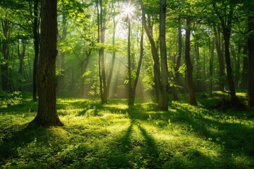 A forest with a bright sun shining through the trees
