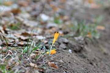 Yellow spring crocus (Crocus vernus) in the forest
