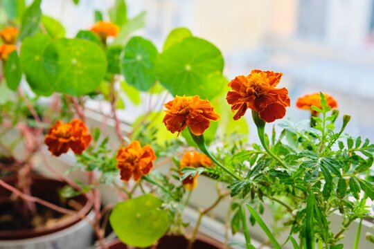 Orange marigolds and nasturtiums without flowers in flower pots on a glassed-in loggia in an apartment. Floriculture on a windowsill in the city.