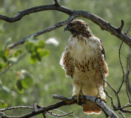 red tailed hawk