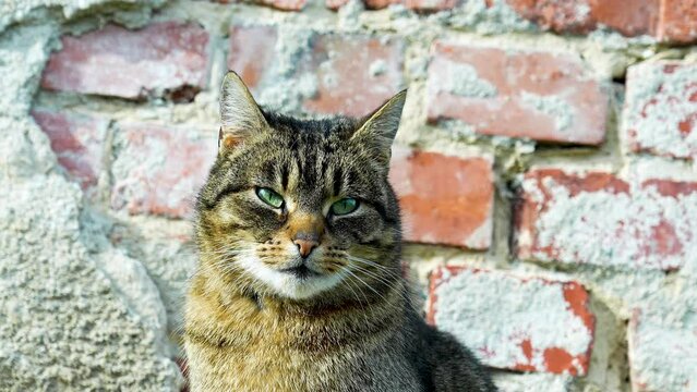 cat portrait 4K slowmotion 