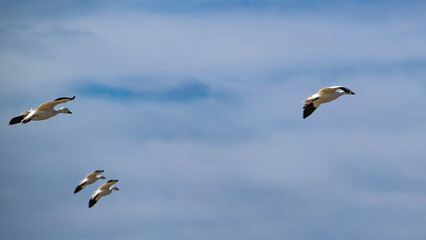 Baie du Febvre, Canada - April 5th 2021: Migration Birds watching at Baie-du-Febvre in Quebec