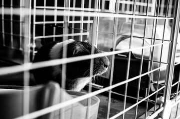 Captivitys Contrast: An Ebon and Ivory Feline Ponders Imprisonment