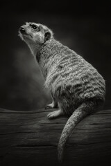 A meerkat sitting on a log and standing warily looking away