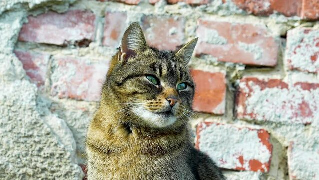 cat portrait 4K slowmotion 