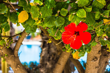flower of hibiskus selective focus © dadamira