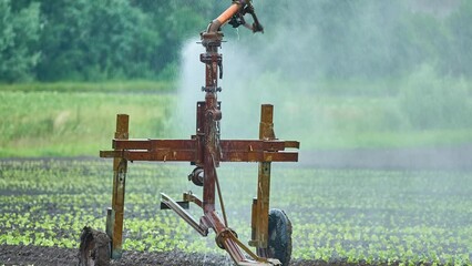 Installation for watering planted lettuce. High-pressure water waters the soil and plants. Rural area. Agricultural Land reclamation work. Summer Nature.