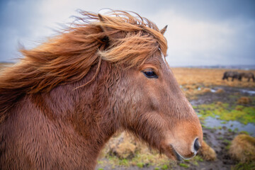 Portrait of an Icelandic horse head with pasture in the background