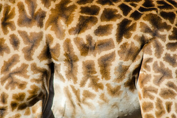 giraffe texture