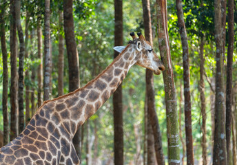 A giraffe among tall tree trunks