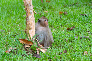 A macaque monkey is sitting on the green grass ready to climb a tree trunk