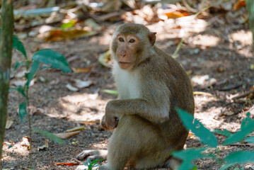 A macaque monkey sits in the shade of tropical trees on a hot day