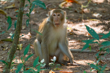 A macaque monkey sits in the shade of tropical trees on a hot day