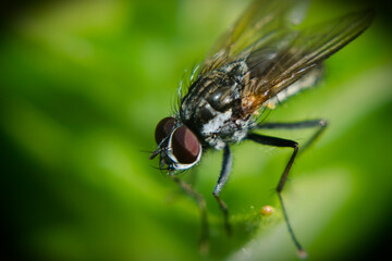 fly on leaf