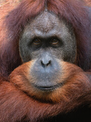 Portrait of an orangutan in close-up