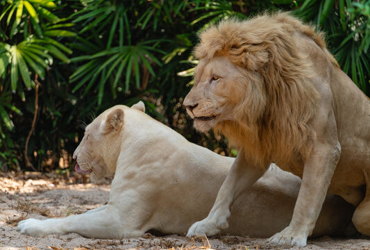 A lion next to a lioness resting in the shade of trees on a hot day