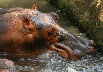 Portrait of a hippo in close-up emerging from the water