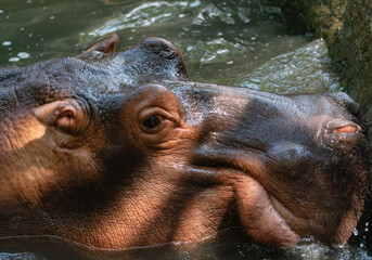 Portrait of a hippo in close-up