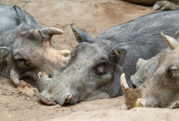 Fototapeta premium several warthogs, Phacochoerus africanus, lie in a hole they dug on a hot day