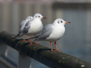 Fototapeta premium ゆりかもめ カモメ