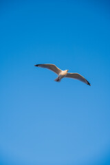 Obraz premium A seagull soaring high in the sky