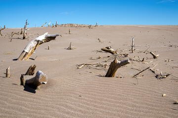 Fototapeta na wymiar desertification: dead trees protruding from a vast expanse of sand dunes under a clear blue sky