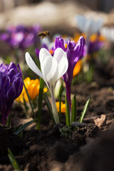 Obraz premium A bee pollinates a white crocus, with purple and yellow crocuses in the background. Spring flowers