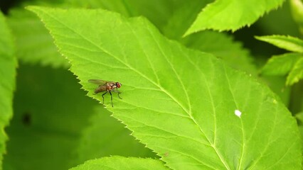 Delia antiqua, commonly known as onion fly, is cosmopolitan pest of crops. Larvae or maggots feed on onions, garlic, and other bulbous plants.
