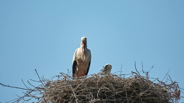 White storks are sitting on nest against background of blue sky. White stork (Ciconia ciconia) is large bird in stork family, Ciconiidae. Its plumage is mainly white, with black on bird's wings.