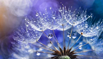 Foto op Plexiglas Beautiful dew drops on a dandelion seed macro. Beautiful soft light blue and violet backgroud © Loliruri