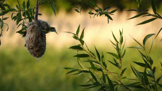 River tit nest. Eurasian penduline tit or European penduline tit (Remiz pendulinus) is passerine bird of genus Remiz. It is relatively widespread throughout western Palearctic.