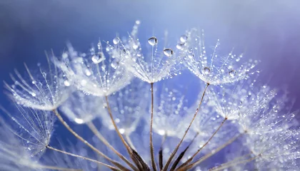 Foto op Plexiglas Beautiful dew drops on a dandelion seed macro. Beautiful soft light blue and violet backgroud © Loliruri