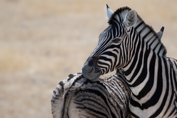 Naklejka premium Closeup of a zebra in Etosha national park