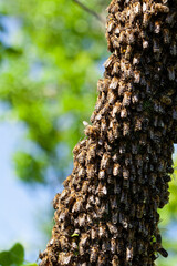 A swarm of bees flew out of the hive on a hot summer day and landed on a tree trunk. The beekeeper gently sprayed them with mint water to prevent them from escaping.