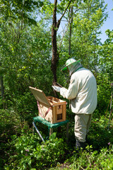 On a hot summer day, a beekeeper collects a swarm of bees that has escaped from a hive. He...