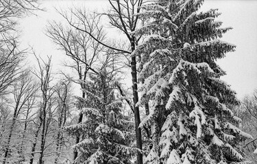 fir trees covered with snow after the snow storm in black and white