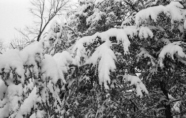 fir trees branches covered with snow after the snow storm in black and white