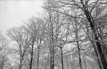 Fototapeta na wymiar bare trees covered with snow after the snow storm in black and white