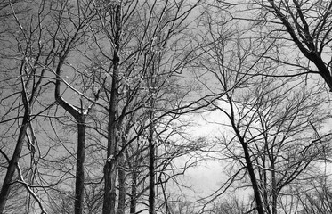 bare trees covered with snow after the snow storm in black and white