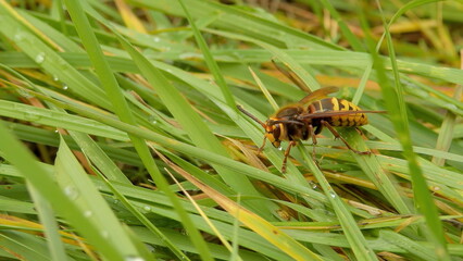 Hornet on a leaf of grass with dew