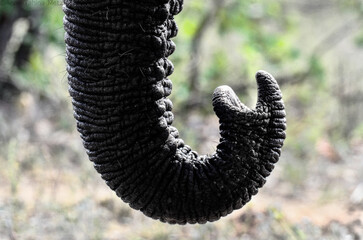 Elephant trunk