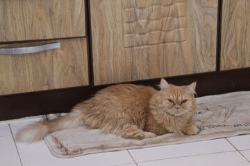 gato miau  felis catus