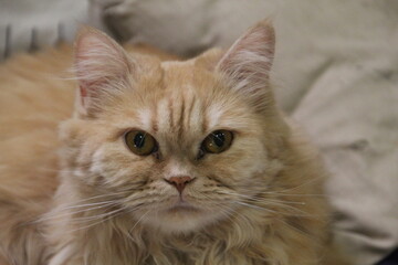 gato miau  felis catus