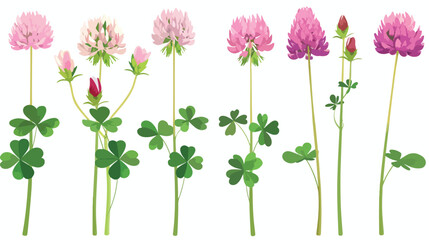 Clover flower on stem floral set cartoon isolated il