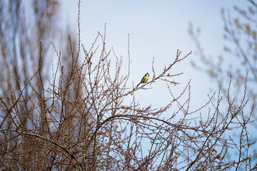 frühblüher vögel und licht
