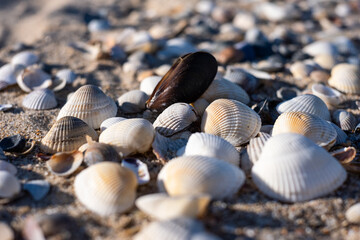 Seashells on the sand on the Black Sea. Resort. Odessa region. Ukraine