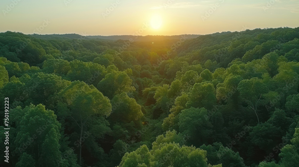 Poster  an aerial view of a forest with the sun setting in the distance and the trees in the foreground, and the sun shining through the trees in the middle of the foreground.