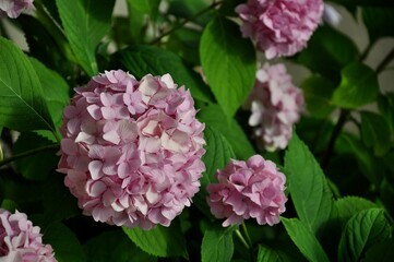 pink hydrangea garden closeup