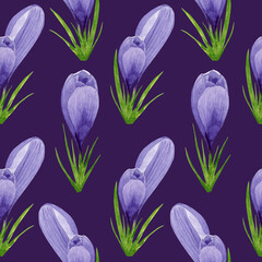 Watercolor spring crocuses seamless pattern, spring flower digital paper on purple background. Hand painted floral illustration. For textile design, packaging, wrapping paper, wallpaper, scrapbooking.